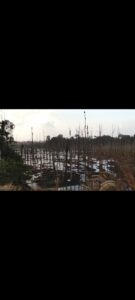 Dokumentasi Hutan Sagu Milik masyarakat Lokal ahli Waris Togo, Kebrob dan Rajawange di Desa Woekop telah dirusak oleh Pihak yang tidak menghormati